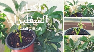 إكثار الشفليرا بالعقل و الأوراق بسهولة schefflera propagation from leaf [upl. by Yklam]