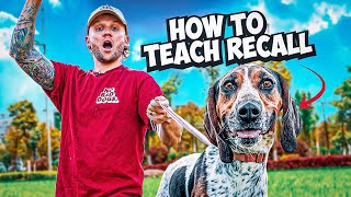 The Best Recall Training For Your Dog [upl. by Ikilisav]