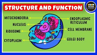 Structure and Function of a Cell  Cell Organelles  Biology [upl. by Adnohsor]