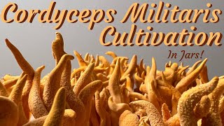 Cordyceps Militaris Cultivation at Home  No Flow Hood No Problem [upl. by Edgardo]