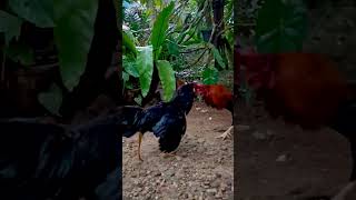 Real cock fight [upl. by Neerhtak]