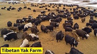 Tibetan Farmers Raise Millions Of Yaks This Way  Farming Documentary [upl. by Monia]