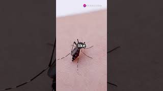 Top 5 facts about mosquitoes you must know MosquitoFacts InsectLife NatureDocumentary facts [upl. by Dix]