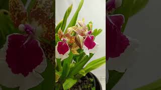 Miltonia Peter Komp what a beauty semihydro orchid houseplants [upl. by Kessiah855]