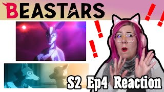 SCREAMS OF SHOCK  Beastars S2 E4 REACTION  Zamber Reacts [upl. by Ahseenyt808]