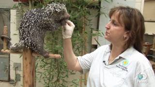 Prehensiletailed Porcupine [upl. by Columbine691]