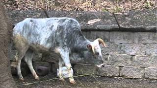 Dwarf Zebu  Quick Facts [upl. by Annaillil]