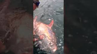 The Mysterious OPAH Fish🤯 fishing [upl. by Pierrepont]