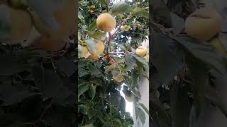 Japanese golden fruits beauty viralvideo beautyofnature youtubeshorts [upl. by Alvita]