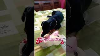 Jerry ke new friend doglover rottweilerlove rottweilerlife trending shorts ytshorts subscribe [upl. by Eidaj844]