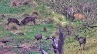 Wattles Are Blooming STAGS Are Moving [upl. by Anaul69]