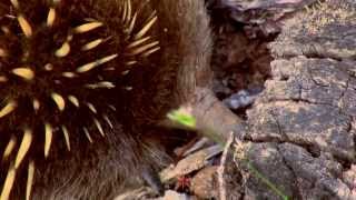 Shortbeaked Echidna Tachyglossus aculeatus setosus  KurzschnabelAmeisenigel [upl. by Llehcar]