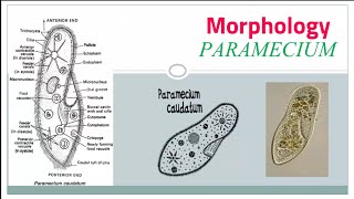 Paramecium caudatum Habitat amp Morphology part 1 external structure [upl. by Corrinne]