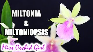 About Miltonia amp Miltoniopsis Orchids and their hybrids [upl. by Aslam928]