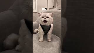 Cat meowing compilation Part 1 Shorts [upl. by Aserat]