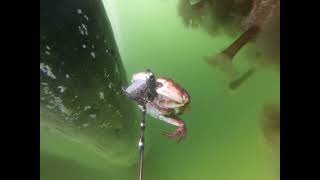 Red Rock Crab  Pacific Staghorn Sculpins  Speckled Sanddabs and a little Octopus 070224 [upl. by Chatterjee]