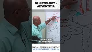 GI Histrology Adventitia drnajeeb drnajeeblectures shortvideo youtubeshorts [upl. by Polinski621]