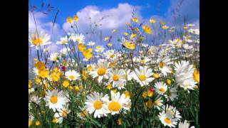 ✿Rebecca Tripp✿  Buttercups and Daisies [upl. by Okim]