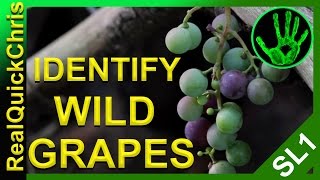 Those wild grapes could Kill you how to identify wild edible plants and weeds to forage for food [upl. by Ayanat]