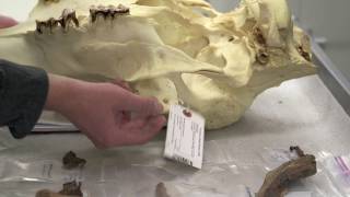 Expedition Alaska ancient bone identification [upl. by Israel]