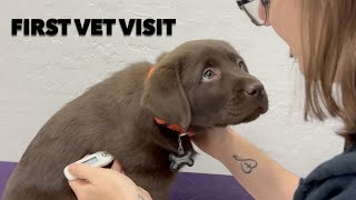 PUPPYS FIRST VET VISIT [upl. by Analah]