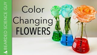 Color Changing Flowers Experiment Biology [upl. by Yanaj274]