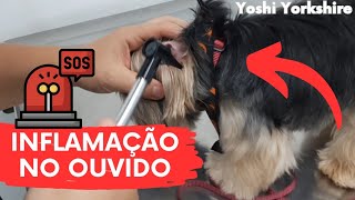 INFLAMAÇÃO de ouvido de cachorro TRATAMENTO e diagnóstico  VLOG [upl. by Edvard701]