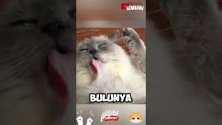 kenapa lidah kucing berduri⁉️ [upl. by Riatsala]