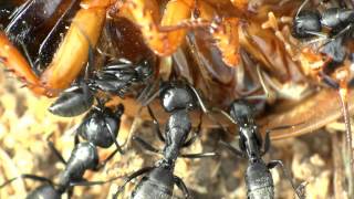 Camponotus vagus Fütterung am 06062013 [upl. by Eneloc]