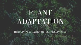 Plants Adaptation  Hydrophytes  Xerophytes  Mesophytes [upl. by Amandy751]