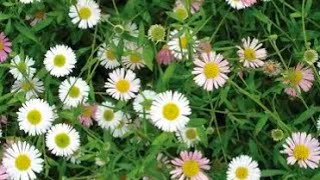 Erigeron Stallone plug plant 3 month later review [upl. by Erdrich]