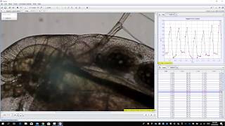 Measuring the heart rate of Daphnia using Tracker [upl. by Haldis]