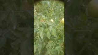 tomato ki kheti [upl. by Maccarone]