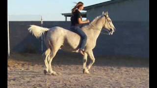 My Arabian Gelding Sam [upl. by Zzabahs]