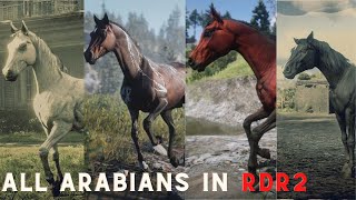 RDR2  All Arabian horses Location in Red Dead Redemption 2 [upl. by Drwde]