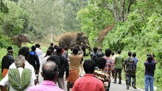 wild Elephant Crossing Kodaikanal –Palani Road In Kodaikanal Forests [upl. by Enneibaf]