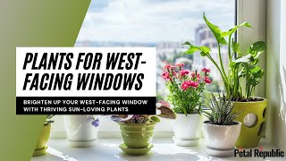 The Best Plants for West Facing Windows [upl. by Sikata]