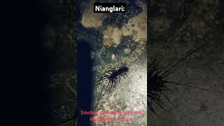 NianglariSowbug centipede with long legs black in colour [upl. by Gittle271]