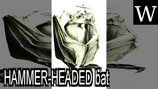 HAMMERHEADED bat  WikiVidi Documentary [upl. by Oner471]