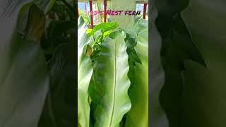 Birds nest fern l birdsnestfern ferns wow plants plant plantsvszombies outdoorplants reels [upl. by Valerio]