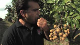 Longans with the Tropical Fruit Growers of South Florida [upl. by Horten]