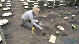 Episode 3  How to create healthy roots with deep plugs before growing vegetables [upl. by Hetty]