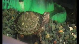 New Live Plants For Ouachita Map Turtle [upl. by Sucramal955]