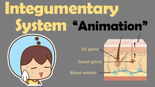 INTEGUMENTARY SYSTEM  Biology Animation [upl. by Gavin]