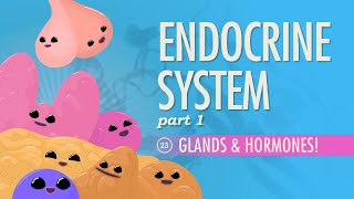 Endocrine System Part 1  Glands amp Hormones Crash Course Anatomy amp Physiology 23 [upl. by Anit]