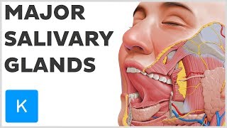 What are the Major Salivary Glands  Human Anatomy  Kenhub [upl. by Anneh]