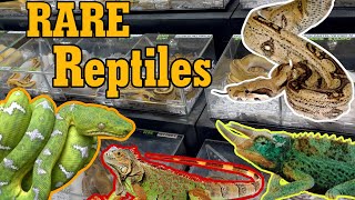 Floridas REPTICON Reptile expo  RareExpensive Snakes [upl. by Grizel]