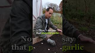 🧄 Planting Garlic is EASY if You Follow These Simple Tips PART 2 [upl. by Akinert]