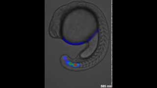 A Doppler effect in embryonic pattern formation [upl. by Lucilia]