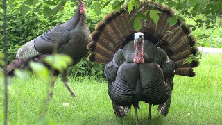 Wild turkey Toms Spring behavior Strutting gobbling [upl. by Fritzie23]